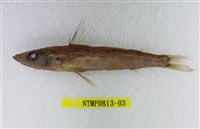 藏品(黑緣青眼魚)的圖片